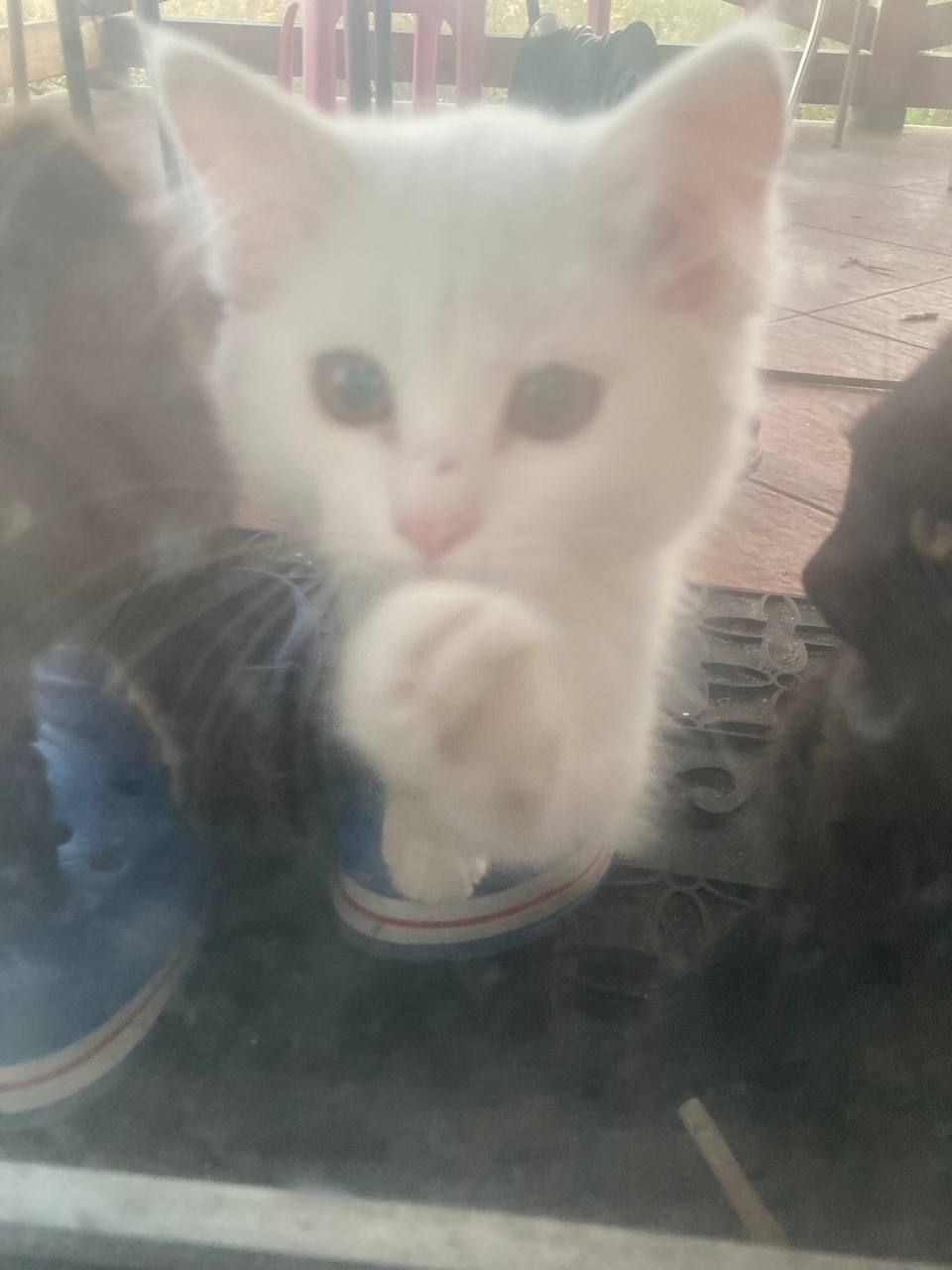 Котики