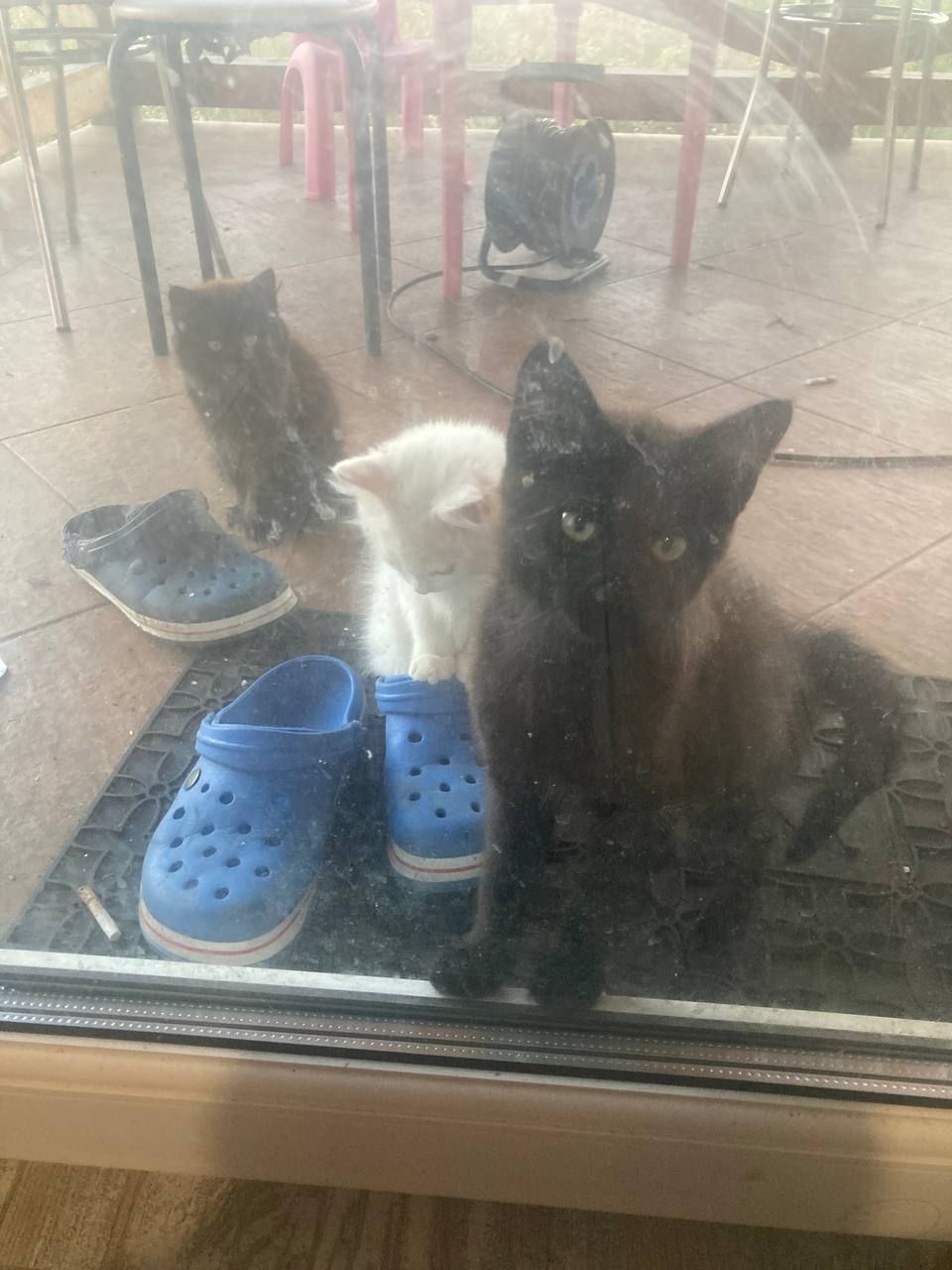Котики