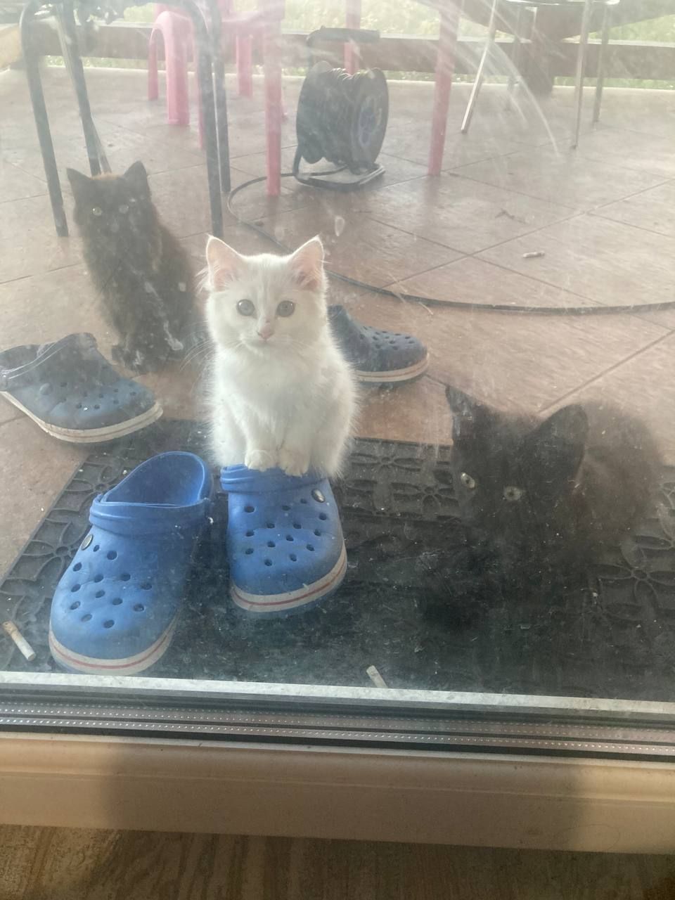 Котики