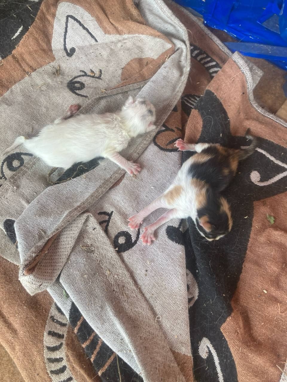Котики