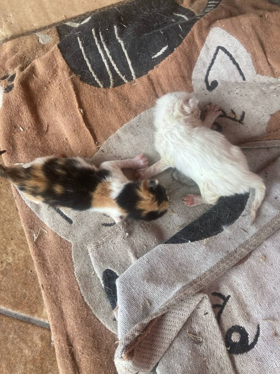 Котики