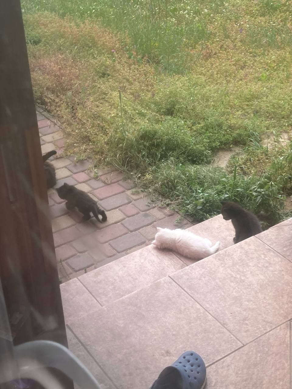 Котики