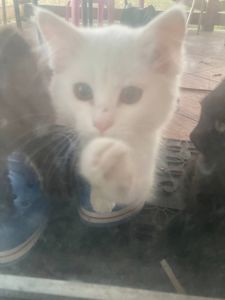 Котики