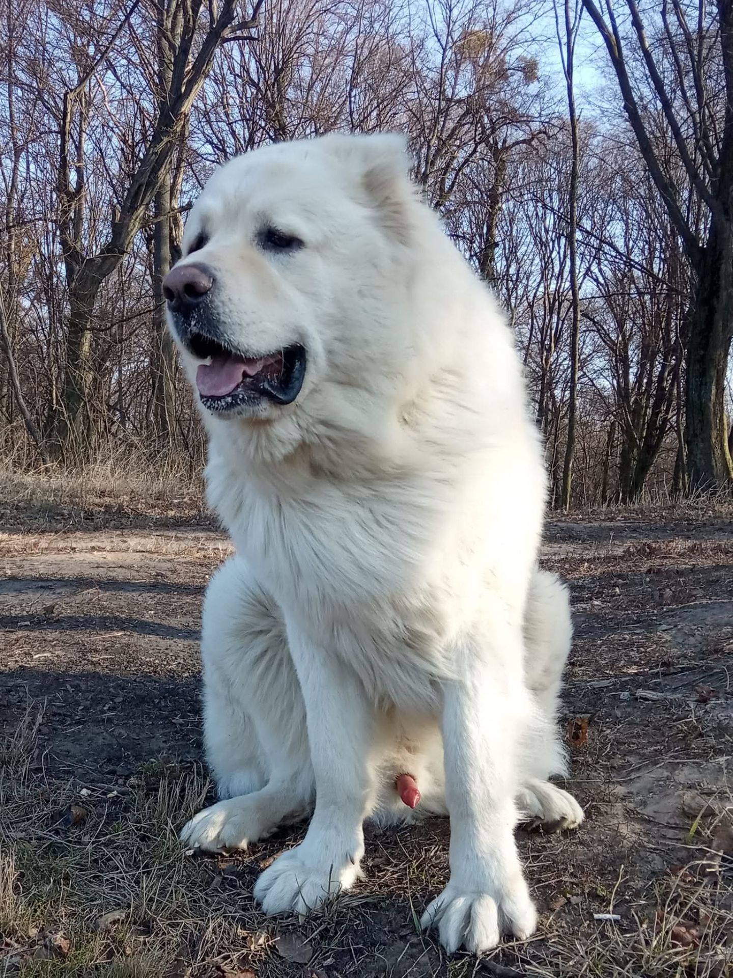 Цуценята від розплідника Star Escort великі костисті робочі