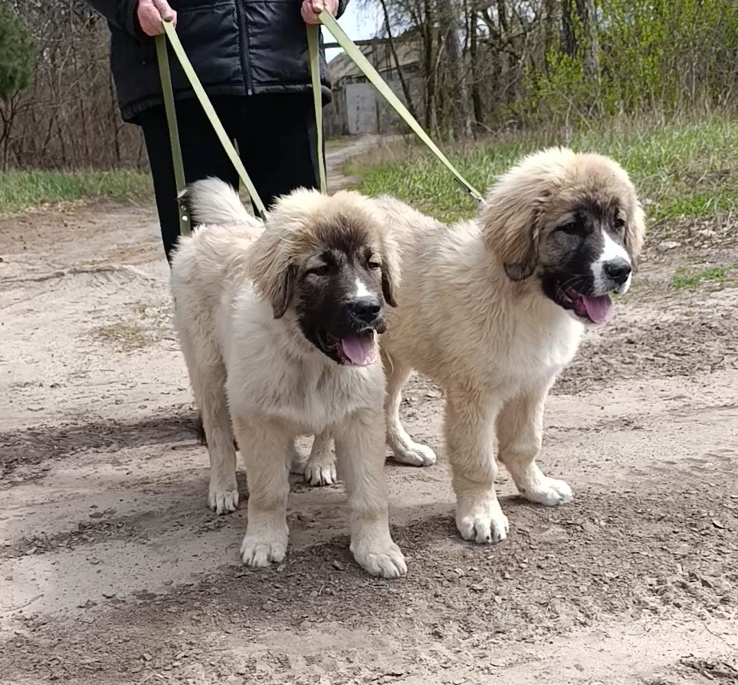 Цуценята від розплідника Star Escort великі костисті робочі
