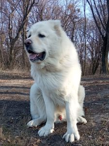 Цуценята від розплідника Star Escort великі костисті робочі