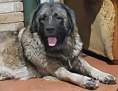 Цуценята від розплідника Star Escort великі костисті робочі