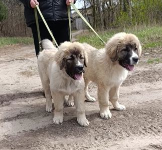 Цуценята від розплідника Star Escort великі костисті робочі