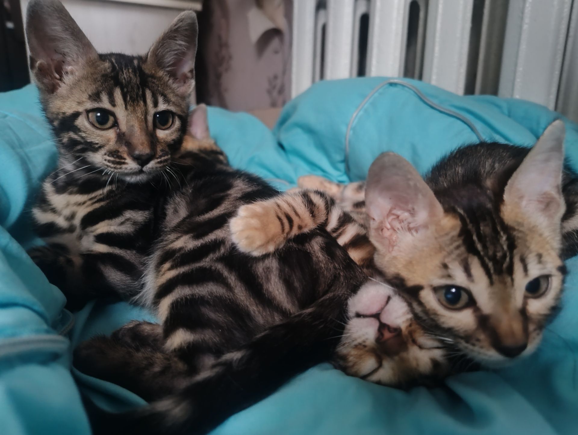 Продаж бенгальських кошенят