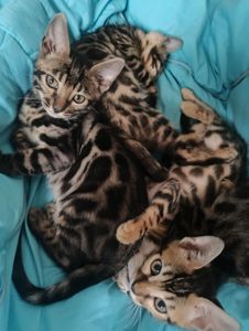 Продаж бенгальських кошенят