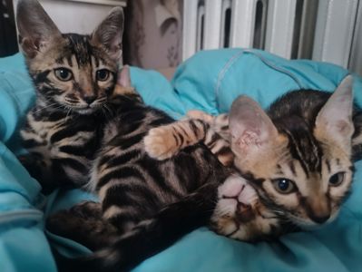 Продаж бенгальських кошенят