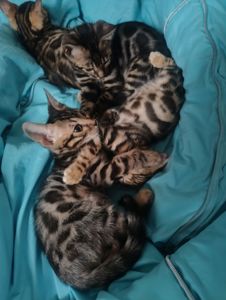 Продаж бенгальських кошенят