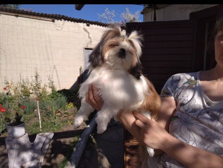 Империал міні шіт цу.