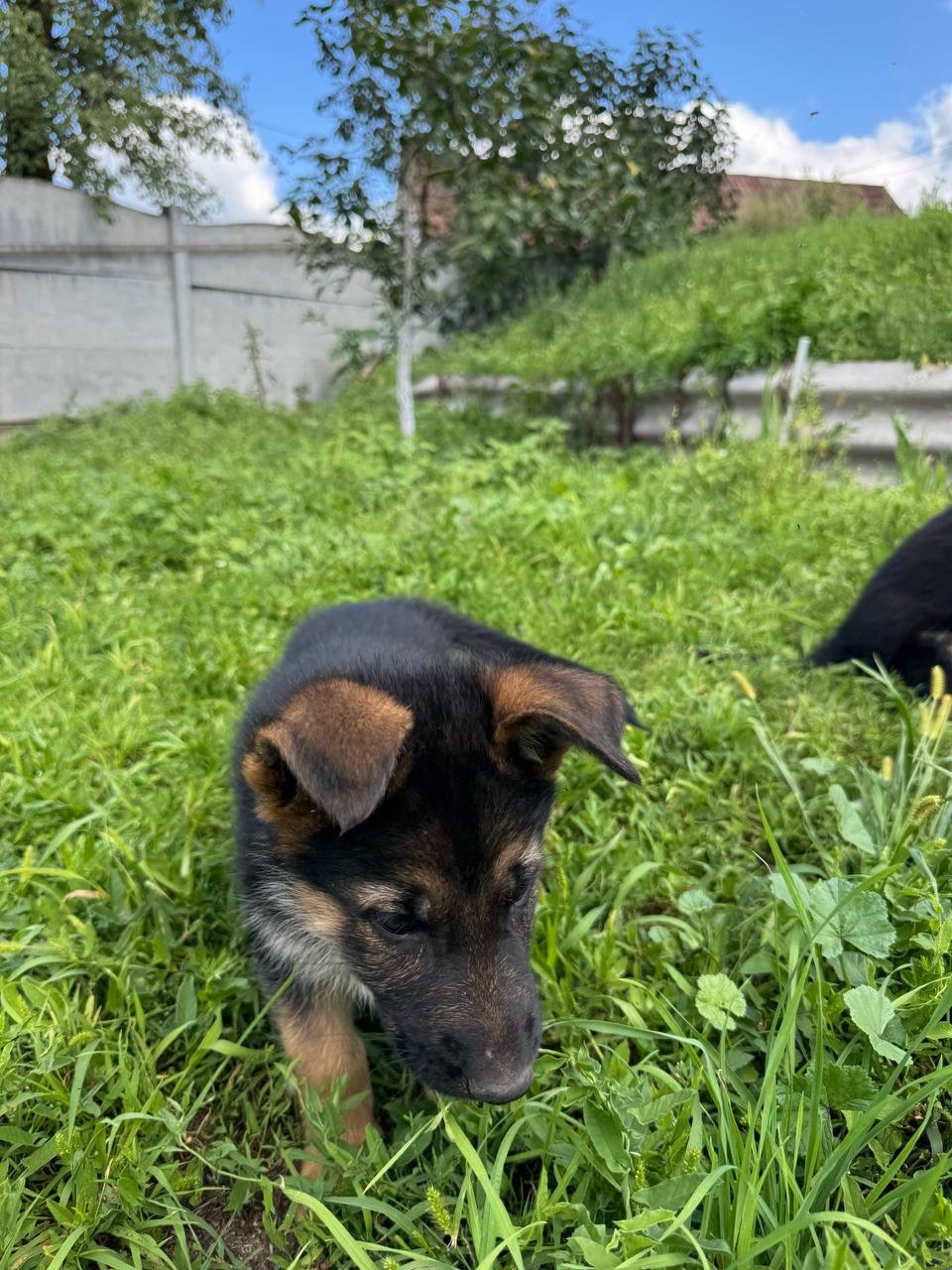 Продам цуценят Німецької вівчарки