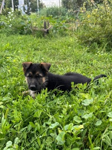 Продам цуценят Німецької вівчарки