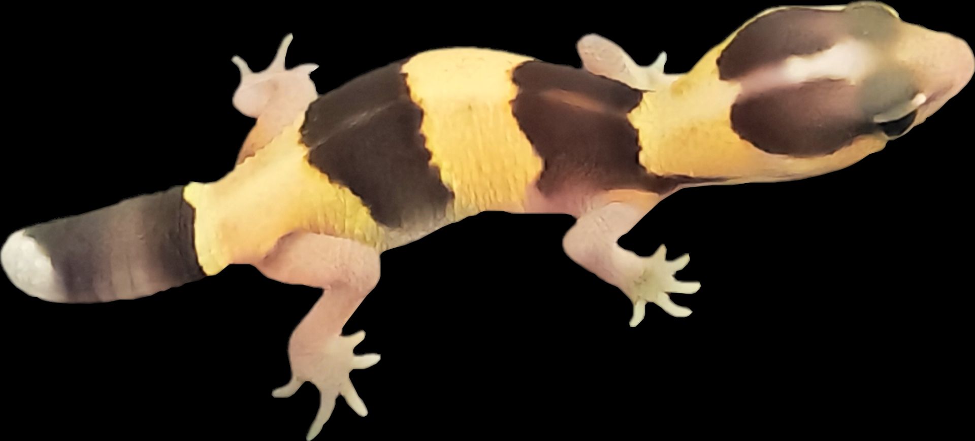 Толстохвостый геккон (Hemitheconyx)