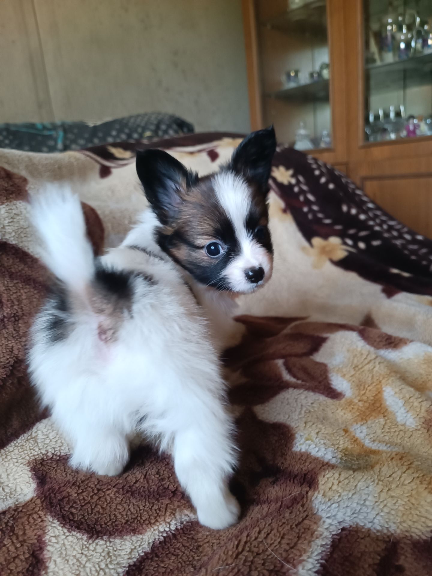 Цуценята Папійон/папильон (Papillon) та Фален, доступні до бронювання