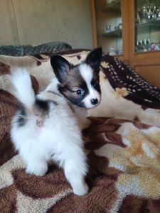 Цуценята Папійон/папильон (Papillon) та Фален, доступні до бронювання