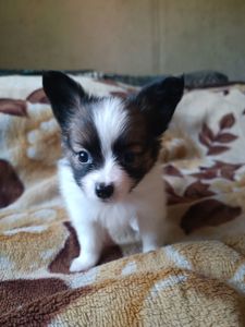 Цуценята Папійон/папильон (Papillon) та Фален, доступні до бронювання