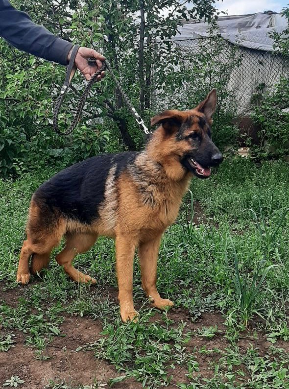Вівчарки хлопчики