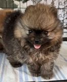 Хлопчик померанця