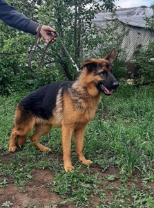 Вівчарки хлопчики