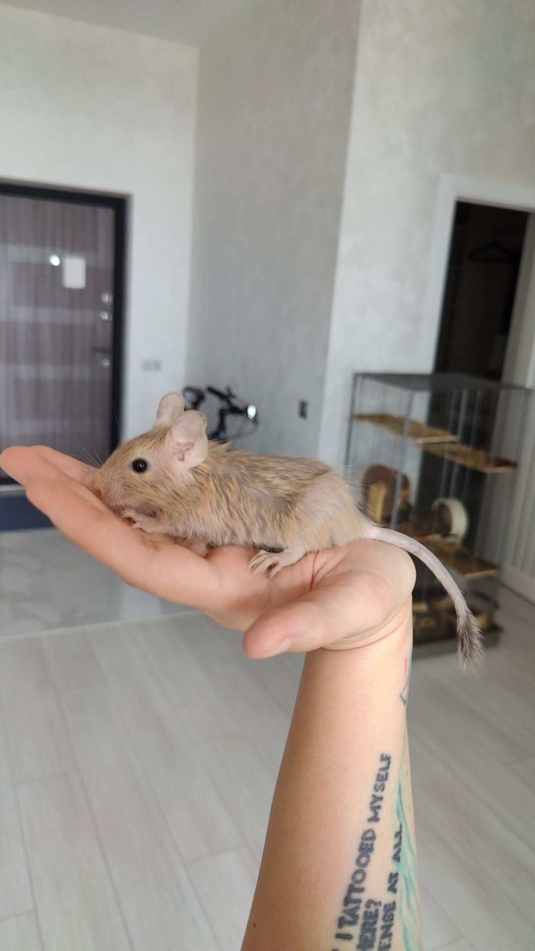 Дегу