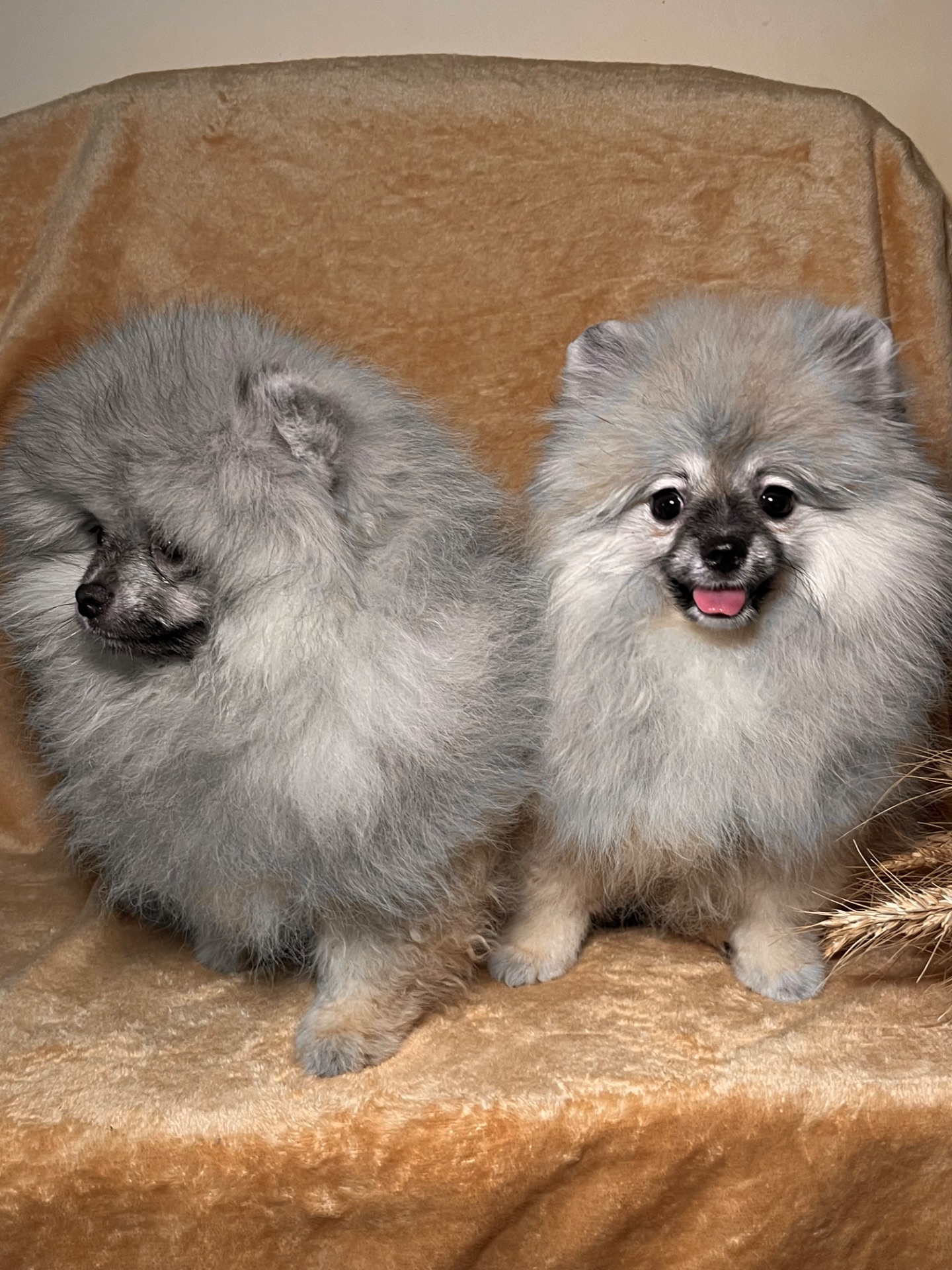 Щенки шпица