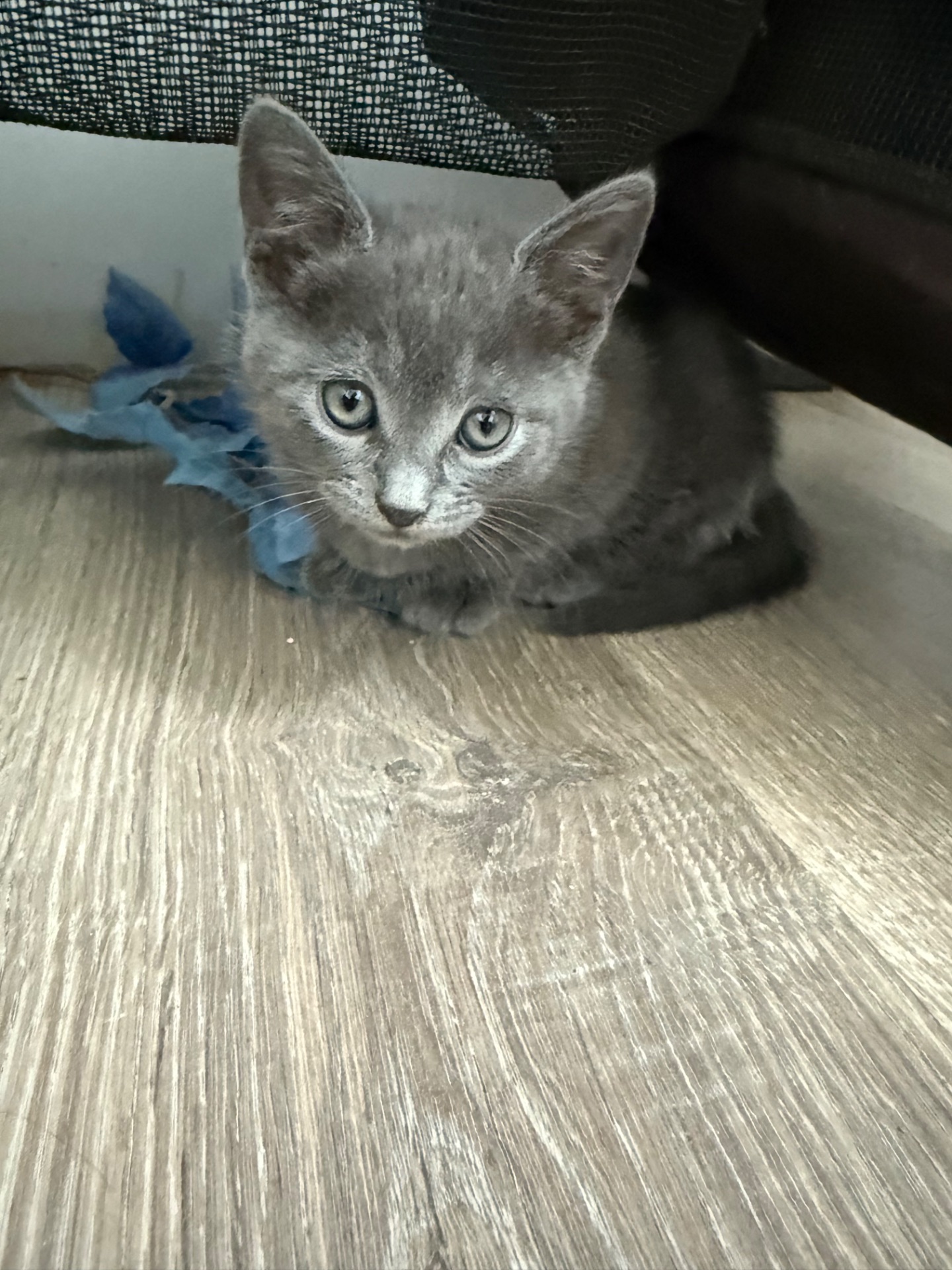 Кошеня метис