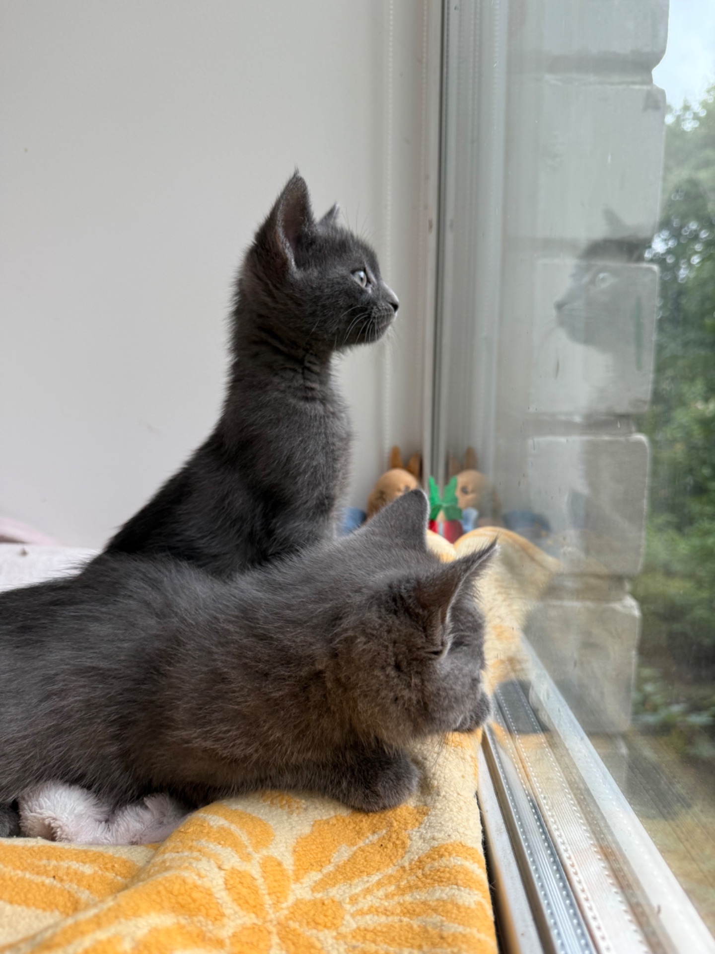 Кошеня метис