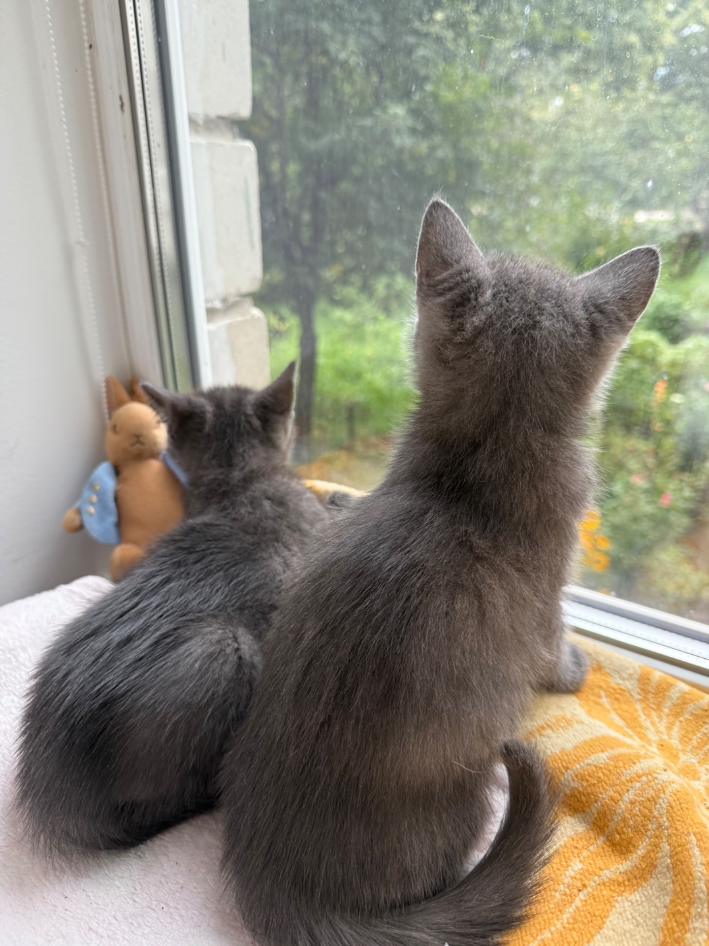 Кошеня метис