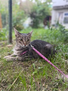 Красива кішка