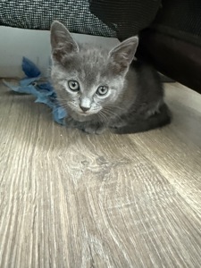 Кошеня метис
