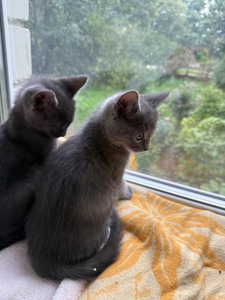 Кошеня метис