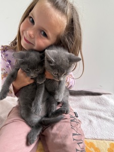 Кошеня метис