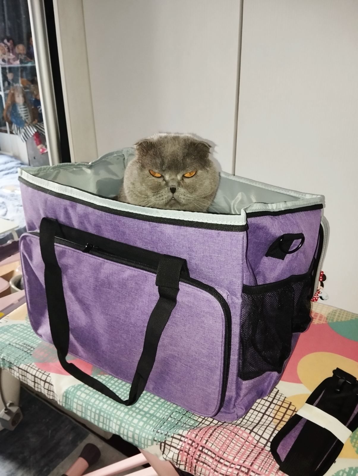 Кошенята британці, чистокровні.