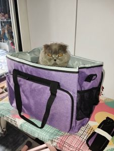 Кошенята британці, чистокровні.