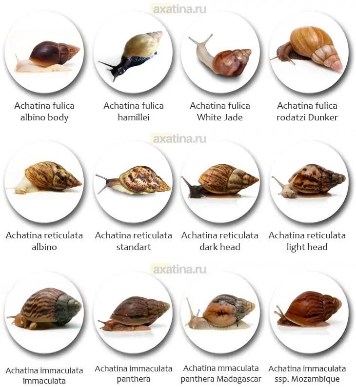 Achatina fulica rodatzi Dunker