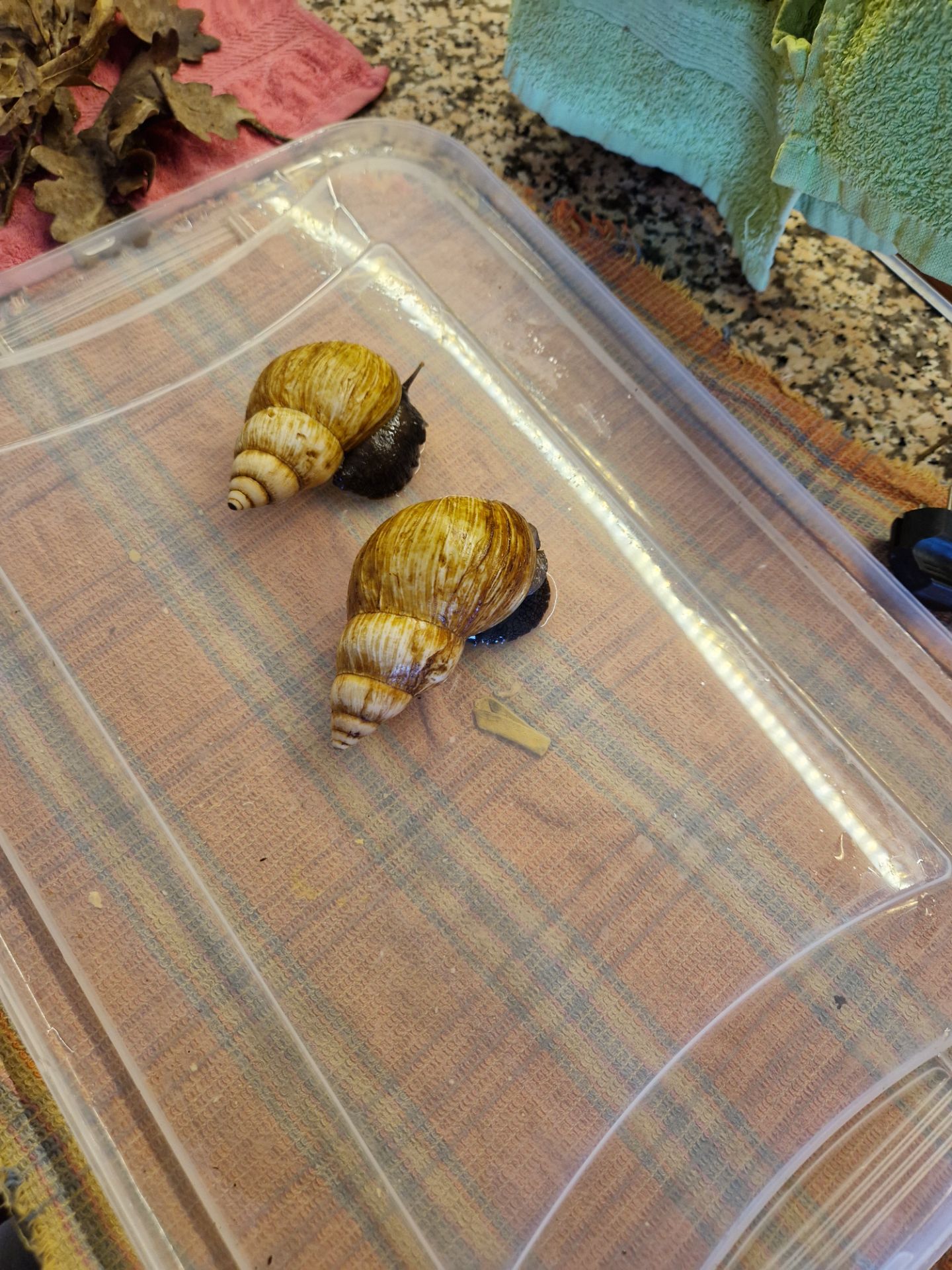 Achatina fulica rodatzi Dunker