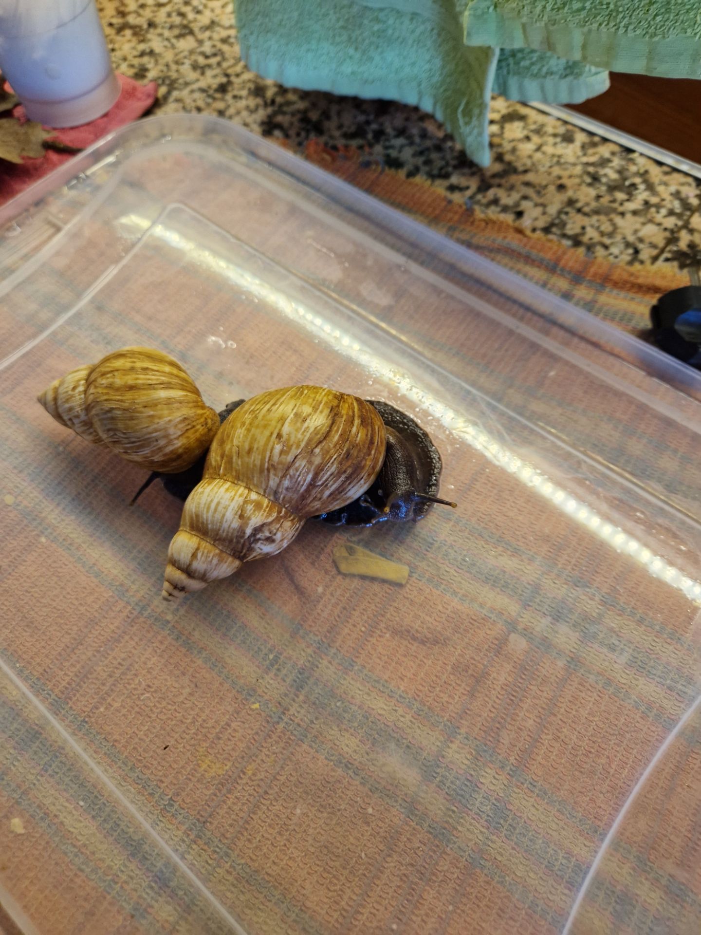 Achatina fulica rodatzi Dunker