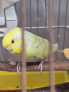 Хвиляста дівчинка 1 рік