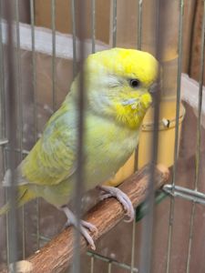 Хвиляста дівчинка 1 рік
