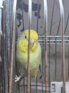 Хвиляста дівчинка 1 рік