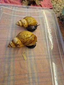 Achatina fulica rodatzi Dunker