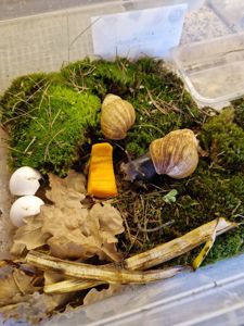 Achatina fulica rodatzi Dunker