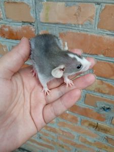 Щурики