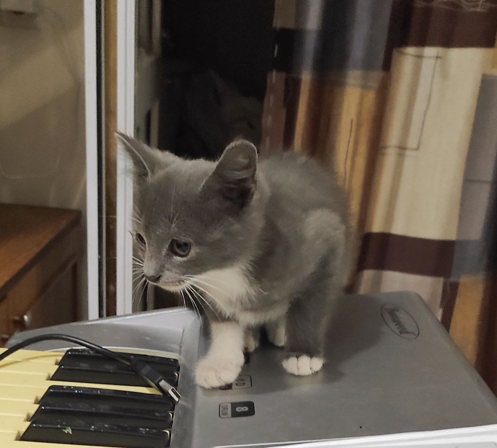 Хороший котёнок