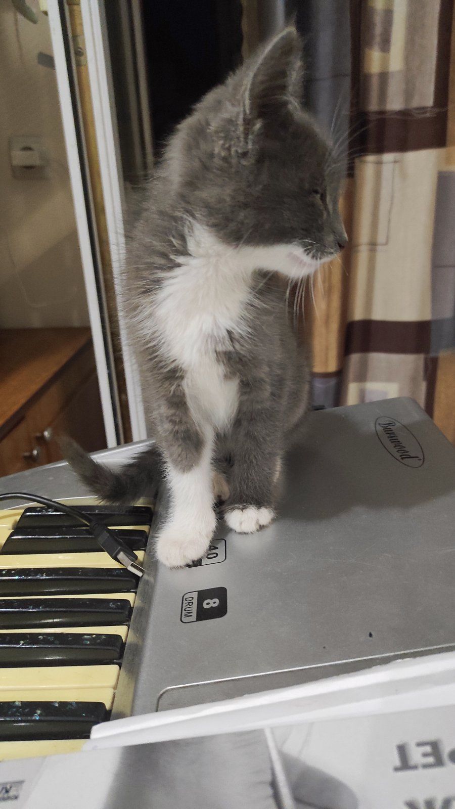 Хороший котёнок