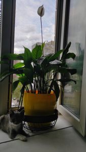 Хороший котёнок