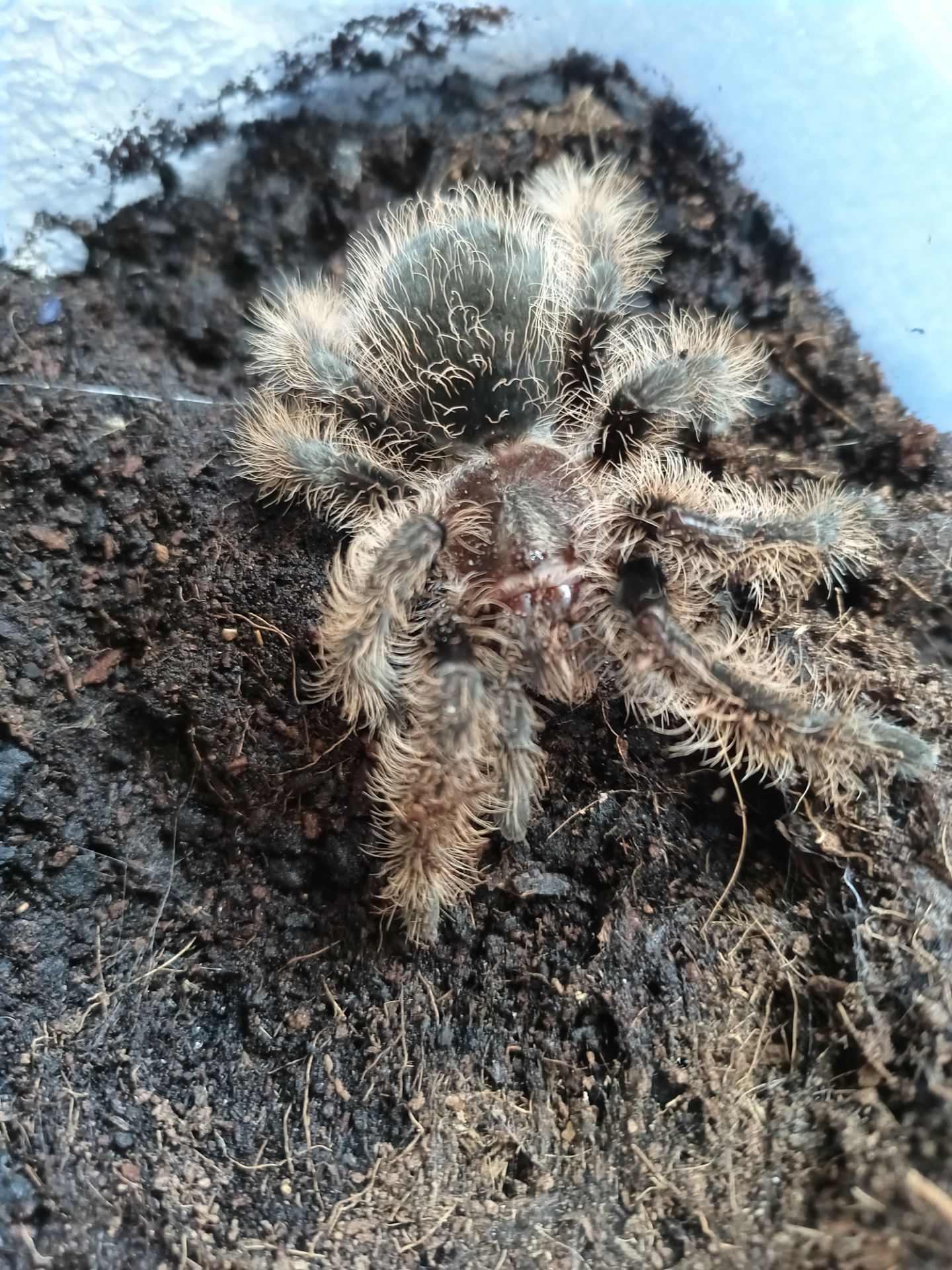 Tliltocatl Albopilosus Nicaragua